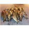 Image 4 : NORTH DAKOTA – 3 DAY BOWFISHING TRIP FOR 2 HUNTERS