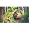 Image 1 : NEW ZEALAND – 5 DAY 1X1 RED STAG RIFLE HUNT FOR 1 HUNTER