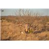 Image 3 : TEXAS – 2 DAY QUAIL HUNT FOR 2 HUNTERS
