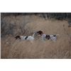 Image 4 : TEXAS – 2 DAY QUAIL HUNT FOR 2 HUNTERS