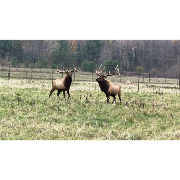 MICHIGAN – 2 NIGHT DELUXE SUITE ELK VIEWING RIDE & DINNER FOR 2