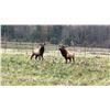 Image 1 : MICHIGAN – 2 NIGHT DELUXE SUITE ELK VIEWING RIDE & DINNER FOR 2