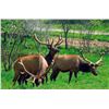 Image 2 : MICHIGAN – 2 NIGHT DELUXE SUITE ELK VIEWING RIDE & DINNER FOR 2