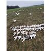 Image 2 : ARKANSAS – NO LIMIT 1.5 DAY SNOW GOOSE HUNT FOR 2 HUNTERS