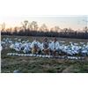 Image 3 : ARKANSAS – NO LIMIT 1.5 DAY SNOW GOOSE HUNT FOR 2 HUNTERS