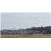 Image 4 : ARKANSAS – NO LIMIT 1.5 DAY SNOW GOOSE HUNT FOR 2 HUNTERS