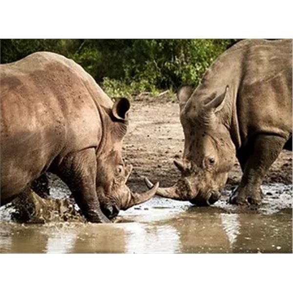 SOUTH AFRICA – 7 DAY PHOTOGRAPHIC SAFARI FOR 2 WITH HUNT OPTION