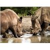Image 1 : SOUTH AFRICA – 7 DAY PHOTOGRAPHIC SAFARI FOR 2 WITH HUNT OPTION