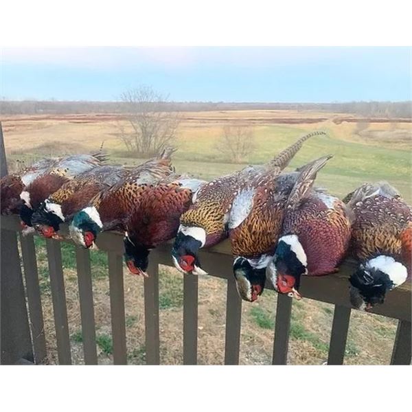 MISSOURI – 3 DAY/3 NIGHT MISSOURI UPLAND PHEASANT HUNT FOR 2 HUNTERS