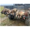 Image 3 : MISSOURI – 3 DAY/3 NIGHT MISSOURI UPLAND PHEASANT HUNT FOR 2 HUNTERS