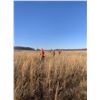 Image 4 : MISSOURI – 3 DAY/3 NIGHT MISSOURI UPLAND PHEASANT HUNT FOR 2 HUNTERS