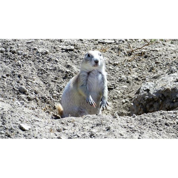 SOUTH DAKOTA – 1 DAY/2 NIGHT PRAIRIE DOG HUNT FOR 2 HUNTERS