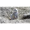 Image 1 : SOUTH DAKOTA – 1 DAY/2 NIGHT PRAIRIE DOG HUNT FOR 2 HUNTERS