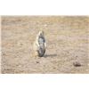 Image 2 : SOUTH DAKOTA – 1 DAY/2 NIGHT PRAIRIE DOG HUNT FOR 2 HUNTERS