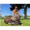Image 1 : MICHIGAN – 5 DAY SPRING TURKEY HUNT FOR ONE HUNTER WITH SHOTGUN OR BOW