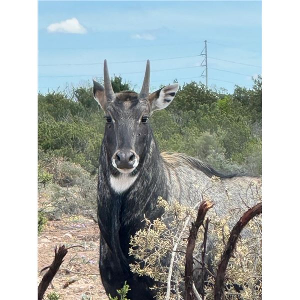 TEXAS – 4 DAY RIFLE EXOTIC HUNT FOR 2 HUNTERS