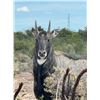 Image 1 : TEXAS – 4 DAY RIFLE EXOTIC HUNT FOR 2 HUNTERS