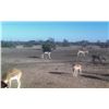 Image 2 : TEXAS – 4 DAY RIFLE EXOTIC HUNT FOR 2 HUNTERS