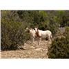 Image 3 : TEXAS – 4 DAY RIFLE EXOTIC HUNT FOR 2 HUNTERS