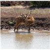 Image 4 : TEXAS – 4 DAY RIFLE EXOTIC HUNT FOR 2 HUNTERS