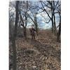 Image 2 : KENTUCKY SWAMP RABBIT HUNT FOR TWO HUNTERS