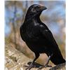 Image 2 : MICHIGAN – 1 DAY CROW HUNT FOR 3 HUNTERS