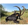 Image 1 : SOUTH AFRICA – 7 DAY SABLE SAFARI FOR 1 HUNTER