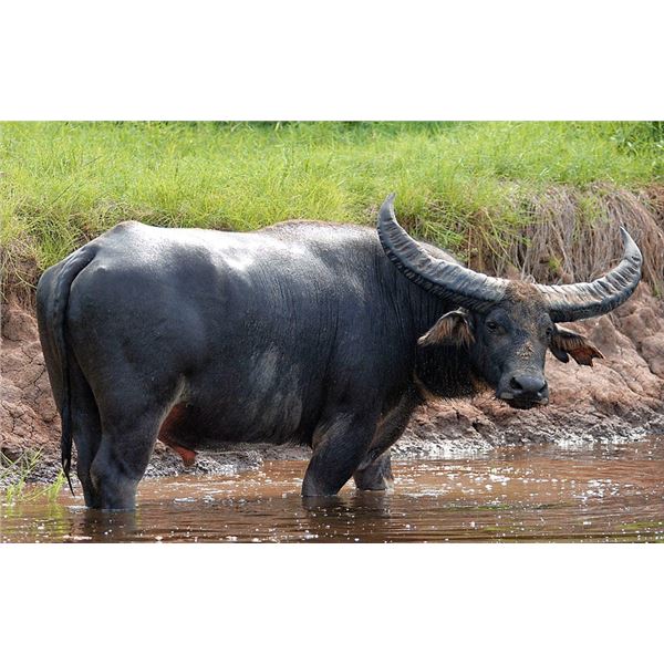 AUSTRALIA – 5 DAY HUNT FOR 1 AUSTRALIA BUFFALO AND COW for 1 hunter & 1 observer