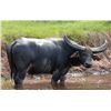 Image 1 : AUSTRALIA – 5 DAY HUNT FOR 1 AUSTRALIA BUFFALO AND COW for 1 hunter & 1 observer