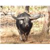 Image 2 : AUSTRALIA – 5 DAY HUNT FOR 1 AUSTRALIA BUFFALO AND COW for 1 hunter & 1 observer