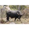 Image 3 : AUSTRALIA – 5 DAY HUNT FOR 1 AUSTRALIA BUFFALO AND COW for 1 hunter & 1 observer