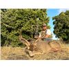 Image 3 : CALIFORNIA – 3 DAY/ BLACK TAIL DEER HUNT FOR 1 HUNTER