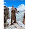 Image 3 : ARIZONA – 5 DAY MOUNTAIN LION HUNT WITH HOUNDS FOR 1 HUNTERS