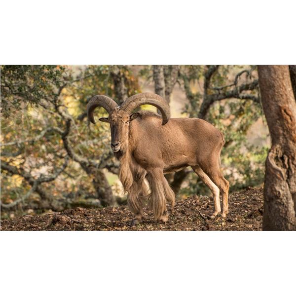 MEXICO – 7 DAY/8 NIGHT RIFLE AOUDAD HUNT FOR 2 HUNTERS