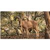Image 1 : MEXICO – 7 DAY/8 NIGHT RIFLE AOUDAD HUNT FOR 2 HUNTERS