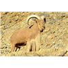 Image 2 : MEXICO – 7 DAY/8 NIGHT RIFLE AOUDAD HUNT FOR 2 HUNTERS