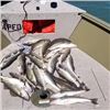 Image 1 : MICHIGAN – CHOICE DETROIT RIVER WALLEYE/ST CLAIR RIVER STURGEON/OR LAYOUT BLIND DUCK HUNT F