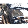 Image 4 : ARIZONA – 5 DAY COUES DEER HUNT FOR 2 HUNTERS (WITH MOUTAIN LION BONUS)