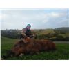 Image 2 : CALIFORNIA – 2 DAY/2 NIGHT HOG HUNT FOR 4 HUNTERS
