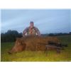 Image 3 : CALIFORNIA – 2 DAY/2 NIGHT HOG HUNT FOR 4 HUNTERS