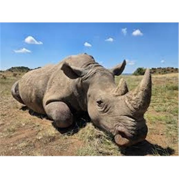 SOUTH AFRICA – 7 DAY WHITE RHINO DART HUNT