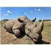Image 1 : SOUTH AFRICA – 7 DAY WHITE RHINO DART HUNT