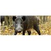 Image 3 : ARGENTINA – 5 DAY BIG GAME HUNT FOR FOUR HUNTERS