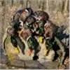 Image 2 : NORTH DAKOTA – 4 DAY WATERFOWL HUNT FOR 2 HUNTERS