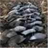Image 3 : NORTH DAKOTA – 4 DAY WATERFOWL HUNT FOR 2 HUNTERS