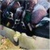 Image 4 : NORTH DAKOTA – 4 DAY WATERFOWL HUNT FOR 2 HUNTERS