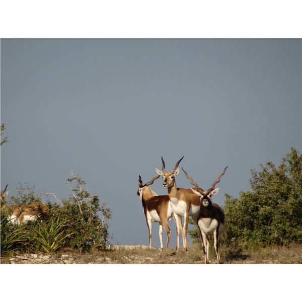 TEXAS – 3 DAY/2 NIGHT TROPHY WHITETAIL AND EXOTICS HUNT FOR 2 HUNTERS