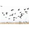 Image 2 : ARGENTINA – 4 DAY / 3 NIGHT DOVE HUNT FOR 4 HUNTERS