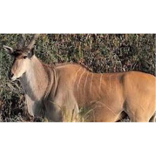 Livingstone Eland and Springbok Safari