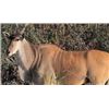 Image 1 : Livingstone Eland and Springbok Safari
